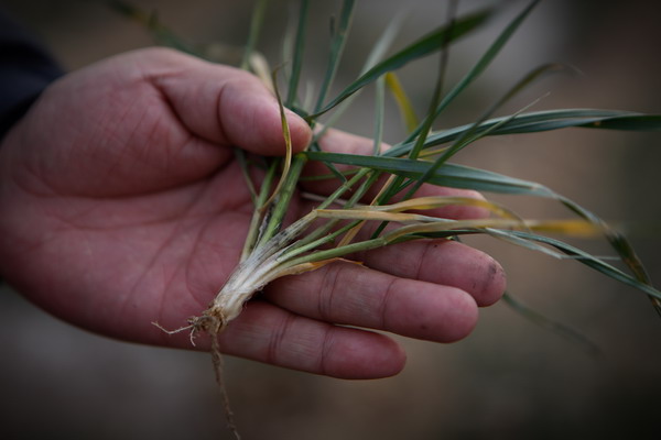 Crops and lifestyle withering in dry spell