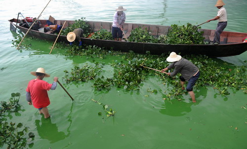 'Lake killer' to heal Dianchi Lake