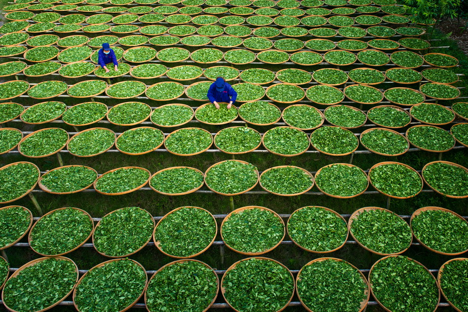 Fuding savors success in white tea