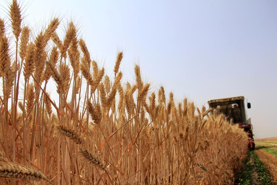 Reaping the wheat harvest in Henan