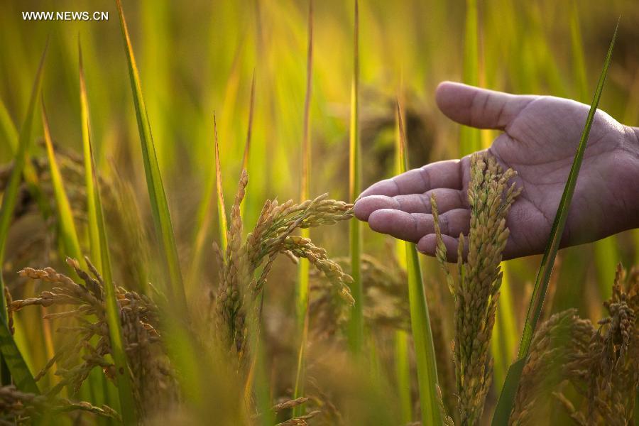 Paddyfields in E China enter into harvest season