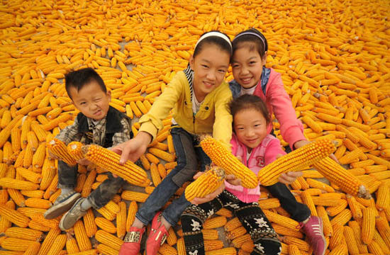 A season for corn harvest