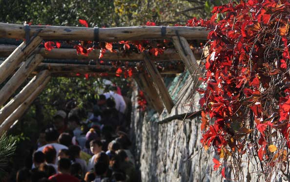 Fragrant Hills receives record visitors