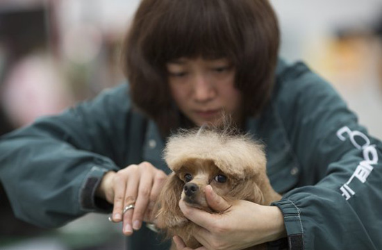 Hong Kong Pet Show attracts pet lovers