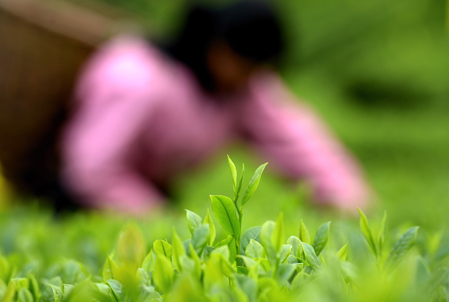 Journey of tea leaves