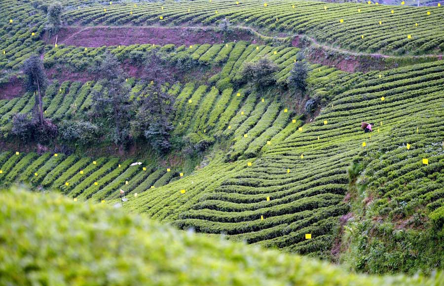 Journey of tea leaves