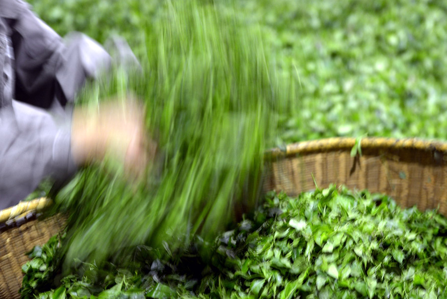 Journey of tea leaves