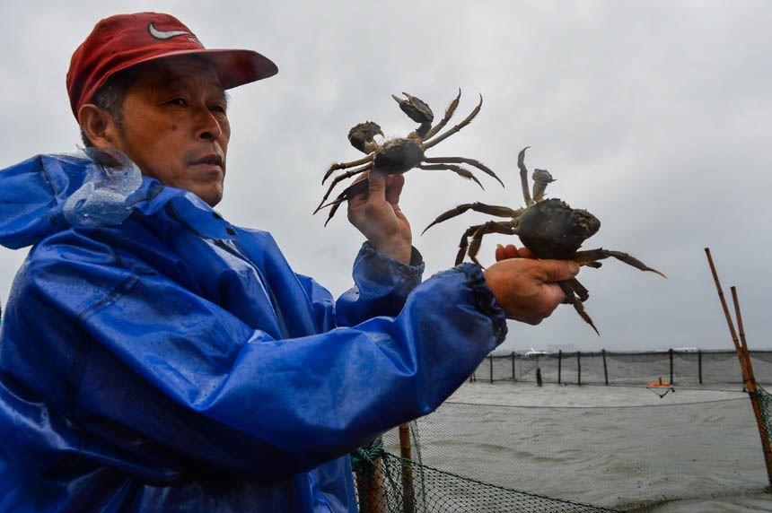 Crab harvest in Yangcheng Lake