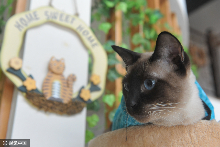 University students run cat-themed café in Hangzhou