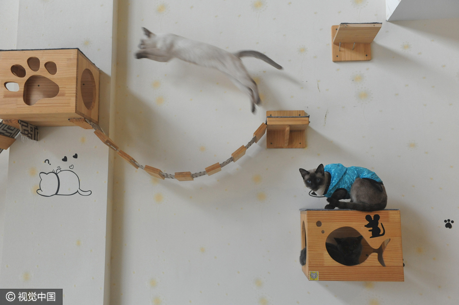 University students run cat-themed café in Hangzhou