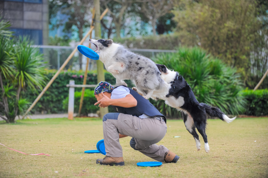 Paid dog walkers are a dog's best friend