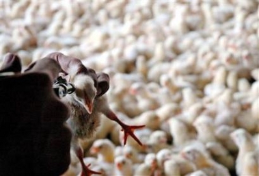 WHO cautious over Indonesia bird flu outbreak