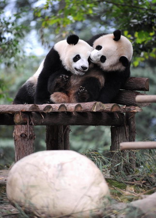 Ten giant pandas to rock Shanghai Expo