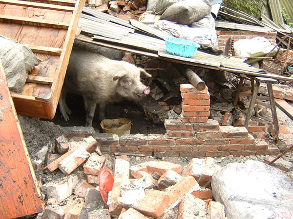 Chengdu: Pig in the pink