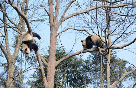 10 giant pandas to head for Expo 2010