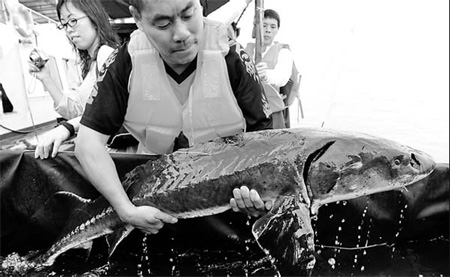 Rare Chinese sturgeon under threat at Three Gorges