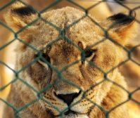 Animal live show ban nears