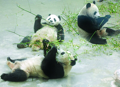 Olympic panda dies of illness at China zoo