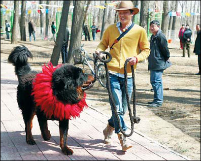 Popularity of mastiffs threatens purity of breed