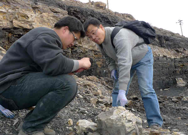 Forest of fossils faces threats from coal mines