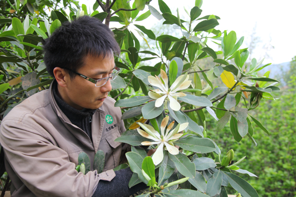 Rare tree blooms after 30 years