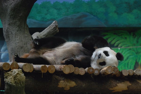 First panda born in Taiwan is female