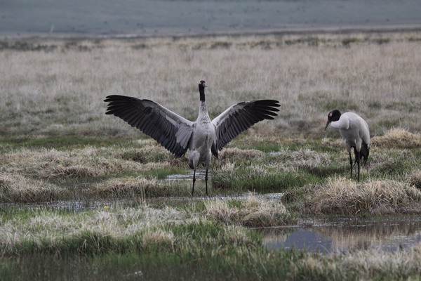 A decade of devotion to nature protection