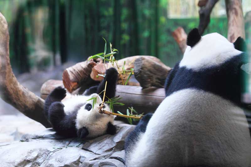 Panda fever in S China