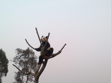 Two giant pandas leaving for Belgium