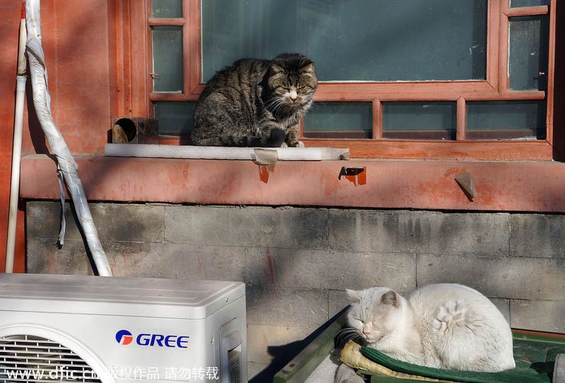 'Royal' stray cats wander in and around Forbidden City