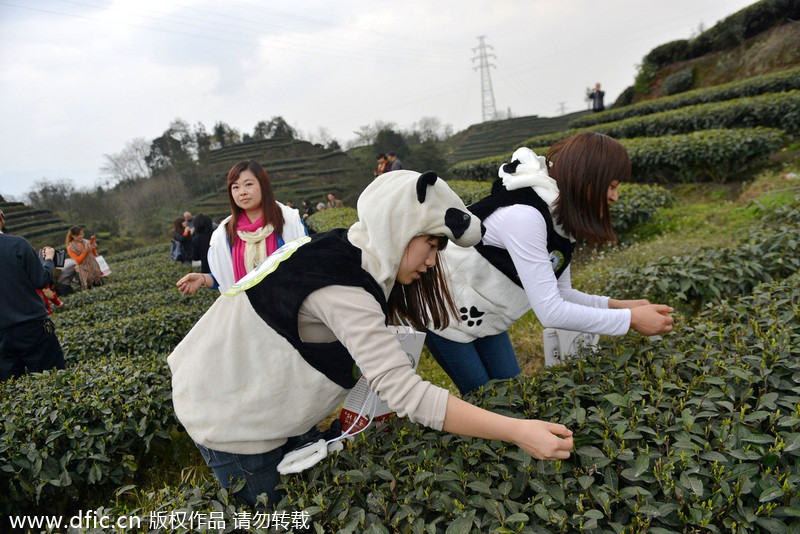 Special tea fertilized by panda feces