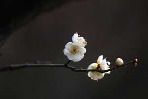 Hangzhou's Prince Bay Park awakens in spring