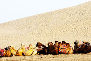 Gansu village tries to make the desert bloom