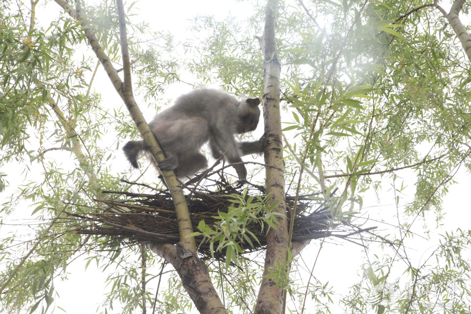 Chinese air force trains monkeys to remove bird’s nests