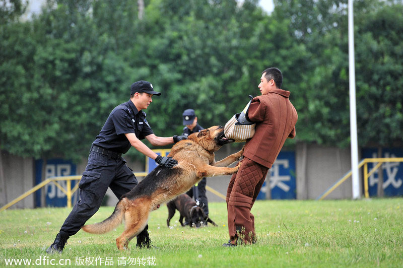 Taking a bite out of crime