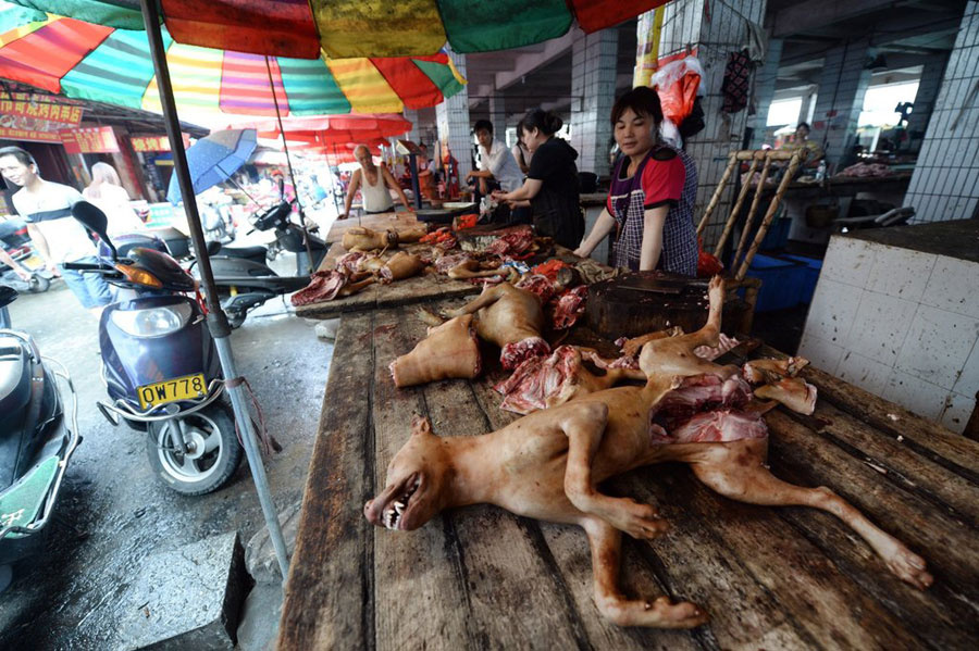 Fur flies in Yulin over dog meat festival