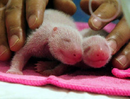 Giant panda baby born in SW China