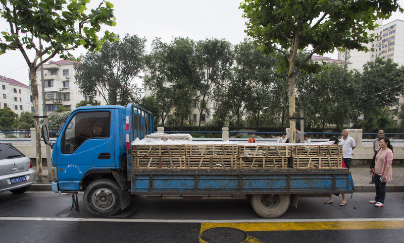 Animal rights activists intercept truck carrying 350 cats