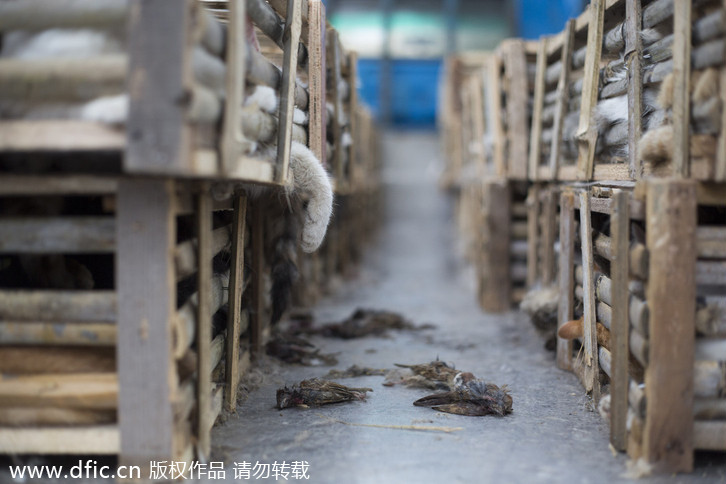 Animal rights activists intercept truck carrying 350 cats