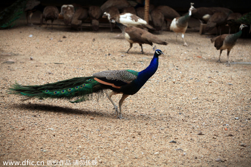 Mother hens for newborn peacocks