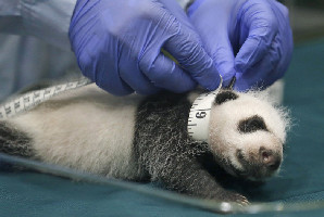 Animals enjoy Moon-cake treats