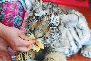 Siberian tigers stay cool in the heat in E China