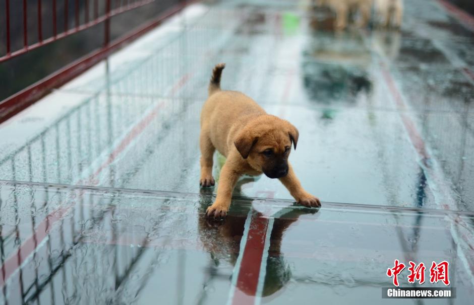 Security officer protects dogs from falling off the bridge