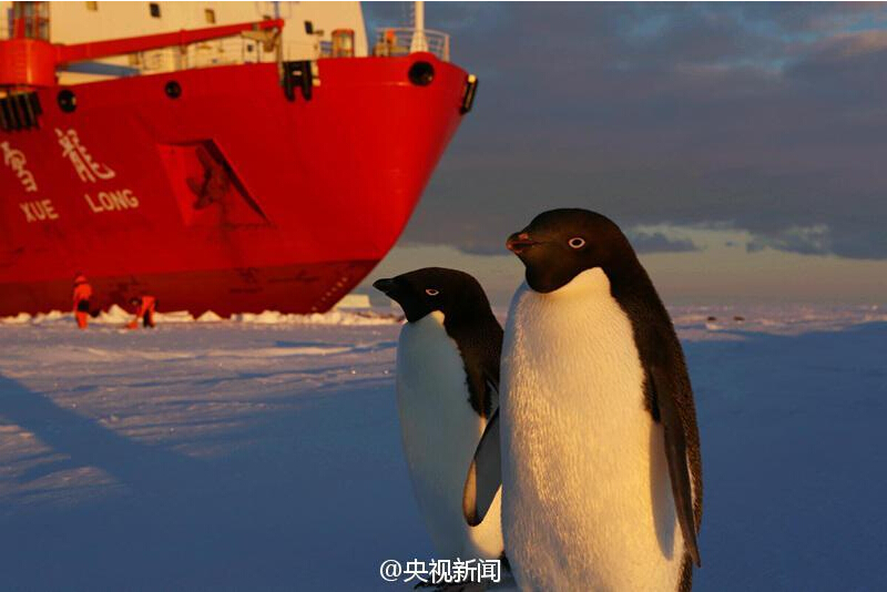 Penguins attracted to Chinese icebreaker <EM>Xuelong</EM>