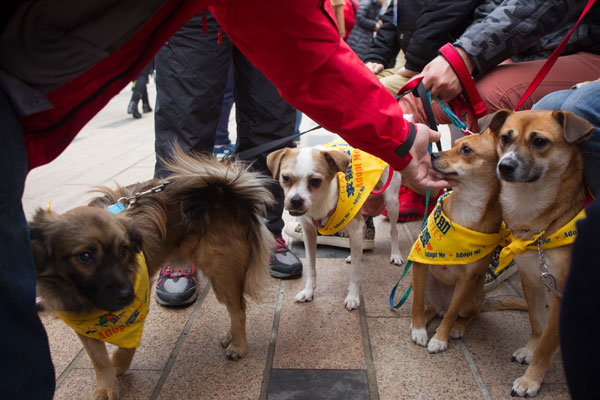 Man's best friends find new homes