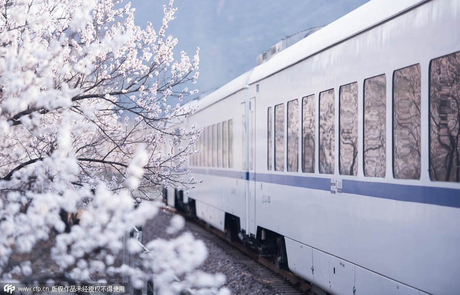 The journey through blossoms