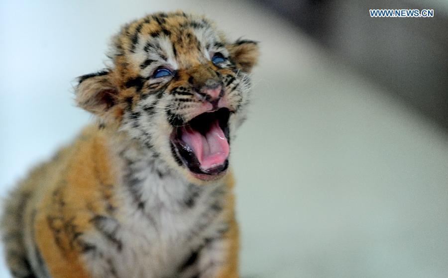 3 Siberian tiger cubs become 1 month old