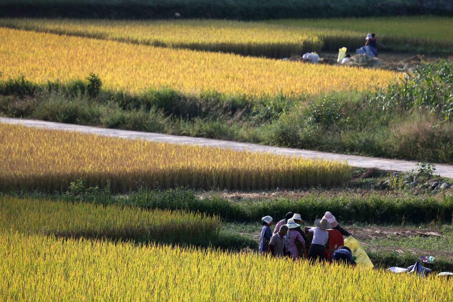 Autumn scenery in S China's Guangxi