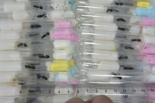 Live ants seized at airport customs