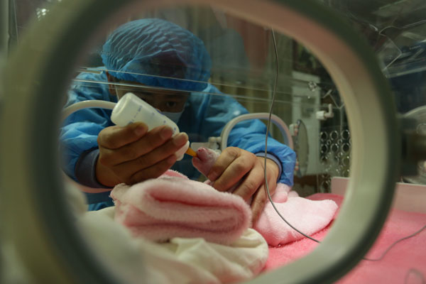 43 panda cubs born this year